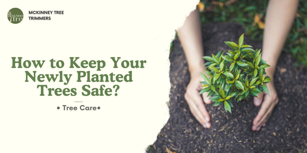 How to Keep Your Newly Planted Trees Safe?