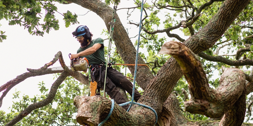 Tree Services Guide: Why Regular Tree Care is Essential for Property Value?