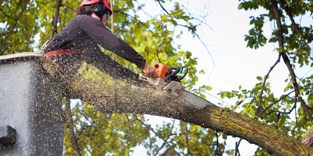 McKinney Tree Removal Service: Helping Homeowners Achieve A Safer, Greener Yard​