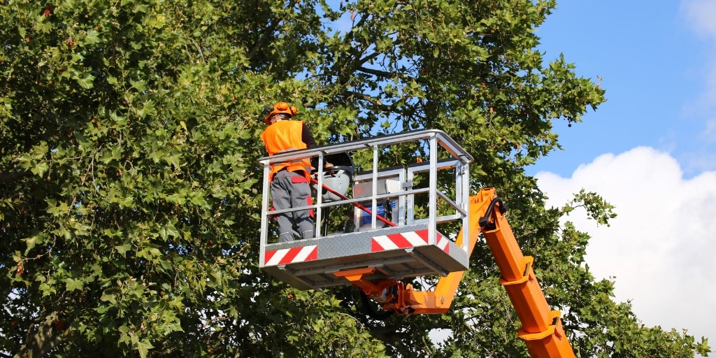 How Professional Tree Care McKinney Can Keep Your Trees in Top Shape Year-Round